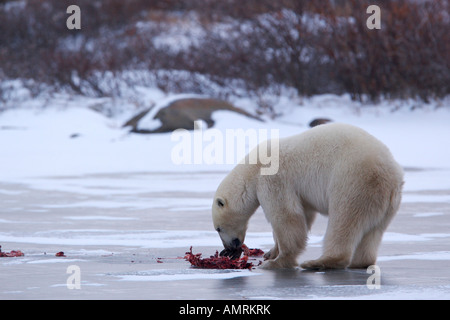 Orso polare, Ursus maritimus, mangiando un sigillo su un lago ghiacciato vicino alle rive della Baia di Hudson, Churchill, Manitoba, Canada. Foto Stock