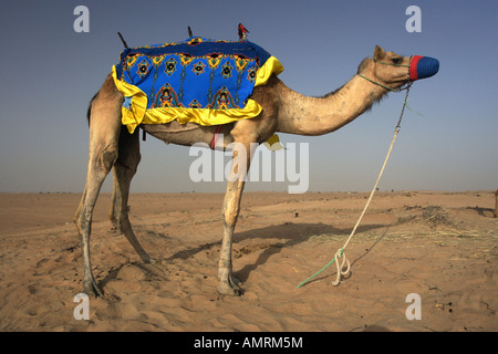 Cammello nel deserto, Dubai, Emirati Arabi Uniti Foto Stock