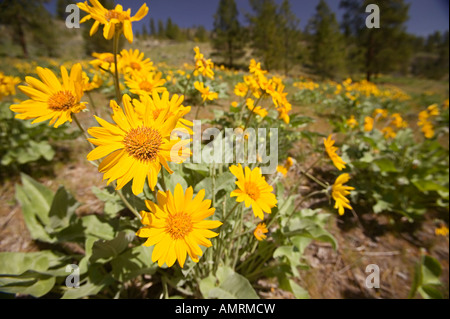 Annunciando la molla come i campi del borgo medievale di trombettieri moquette paddocks con colori sorprendenti Foto Stock