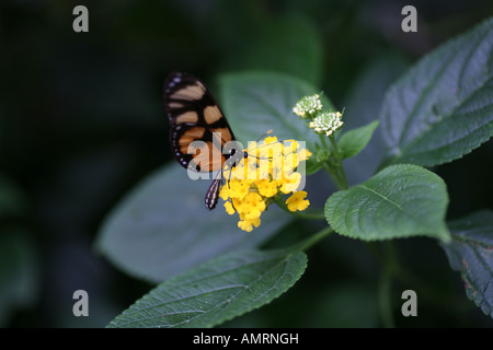 Ismenius Longwing Butterfly Foto Stock