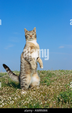 Gatto in piedi sulle zampe posteriori Foto Stock