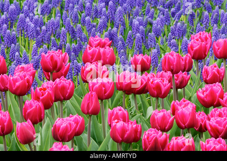 Tulipani e Giacinto di uva, Giardini Keukenhof, Holland, Paesi Bassi Foto Stock