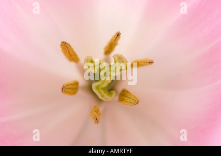 Close-Up di Tulip Foto Stock