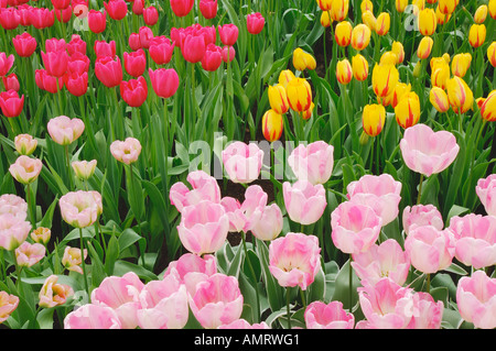 Tulipani Giardini Keukenhof, Holland, Paesi Bassi Foto Stock