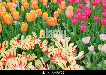 Tulipani Giardini Keukenhof, Holland, Paesi Bassi Foto Stock