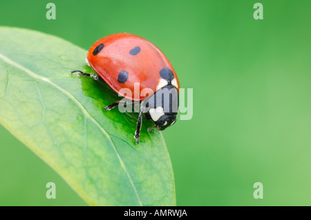 In primo piano della coccinella Foto Stock