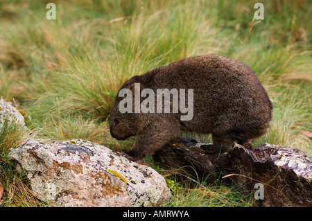 Wombat, Cradle Mountain-Lake St Clair National Park, Australia Foto Stock