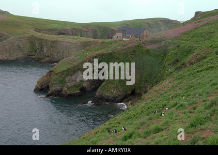 Isola di Skomer riserva naturale e osservatorio ornitologico Pembrokeshire Wales Giugno Foto Stock