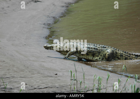 Kenia Masai Mara del fiume Nilo coccodrillo Crocodylus niloticus sul fiume di Mara emergente dal fiume Foto Stock