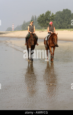 Piloti del cavallino sulla riva del fiume Elba, Amburgo, Germania Foto Stock