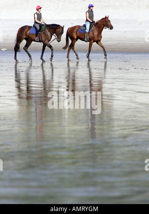 Piloti del cavallino sulla riva del fiume Elba, Amburgo, Germania Foto Stock