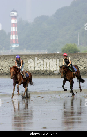 Piloti del cavallino sulla riva del fiume Elba, Amburgo, Germania Foto Stock