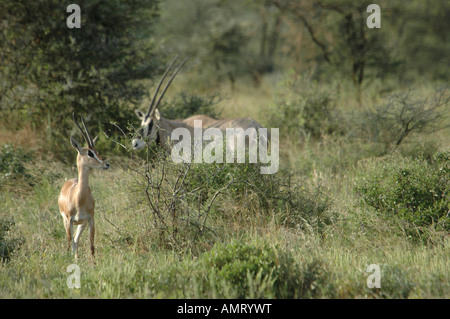 Kenya Samburu Riserva nazionale del Kenya Gemsbok Beisa Oryx una femmina e i giovani in riposo sotto un albero di Acacia Febbraio 2007 Foto Stock