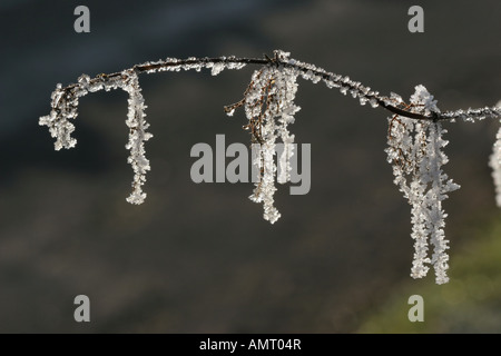 Frost comune rivestito di ortica Urtica dioica seme head Foto Stock