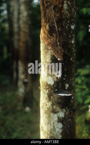 Close up toccando la gomma, Malaysia Foto Stock