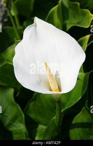 Il giglio del Nilo o Calla Lily, Zantedeschia aethiopica, Araceae. Foto Stock