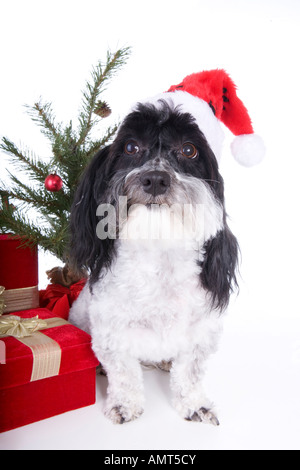 Carino il Natale cane Havanese indossando il cappello con doni e albero isolato su sfondo bianco Foto Stock