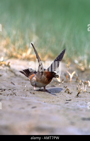 Cliff Swallow raccolta fango per il suo nido - Verticale Foto Stock