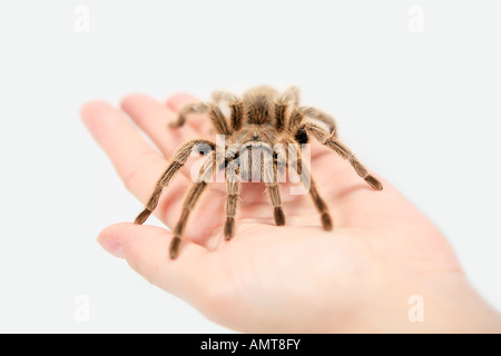 Big brown tarantola spider nel palmo di una mano isolati su sfondo bianco Foto Stock