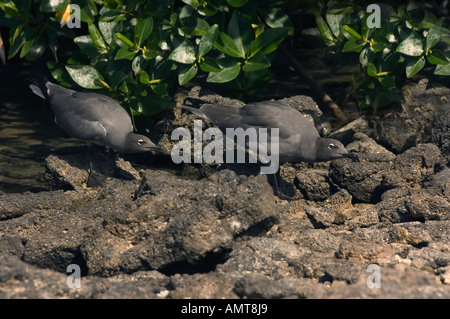 Gabbiano di lava delle Isole Galapagos Ecuador Foto Stock