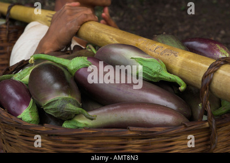 Myanmar Birmania Stato Shan Shabin area nei pressi di uomo che trasportano carichi pesanti di melanzane in bambù grande cesto Foto Stock