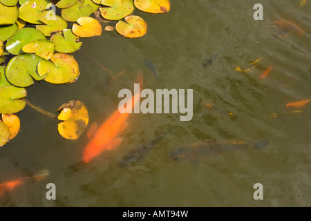 Uno spettacolare pesce Koi nuotare nel laghetto con ninfee Foto Stock