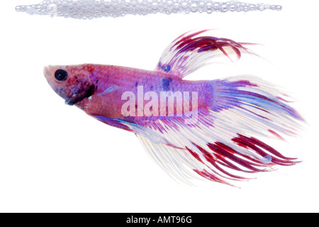 Bianco rosso viola e rosa Betta maschio pesci rendendo bubble nest isolato su bianco Foto Stock