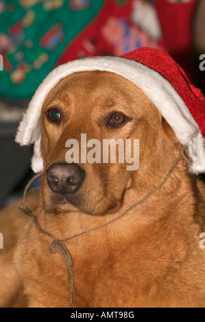 Animali domestici Foto Stock