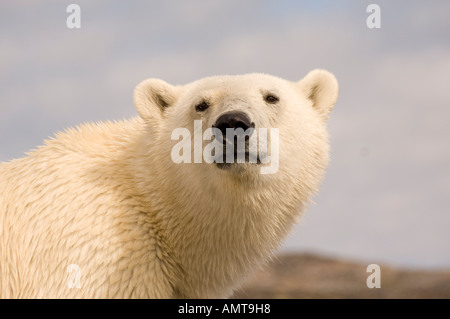 Orso polare Labrador Canada Foto Stock