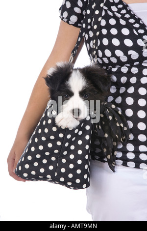 Carino Border Collie cucciolo essendo portati in borsa da ragazza vestita in bianco e nero a pois isolati su sfondo bianco Foto Stock