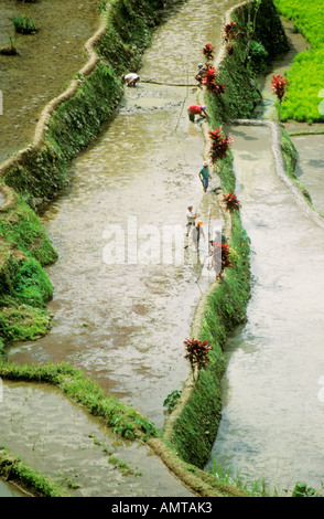 Filippine Coltivatori Tiered riso Banaue Terrazza Vista aerea Foto Stock