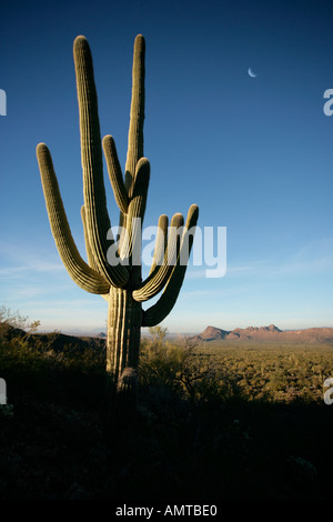 Un grande cactus Saguaro al tramonto al parco nazionale del Saguaro West in Arizona Foto Stock