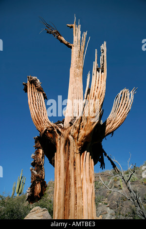 Un cactus Saguaro scheletro weathers lentamente e decade nel deserto dell'Arizona Foto Stock