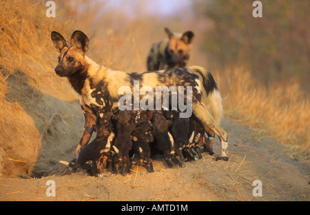 Femmina alfa African wild dog cuccioli di assistenza infermieristica in den Foto Stock