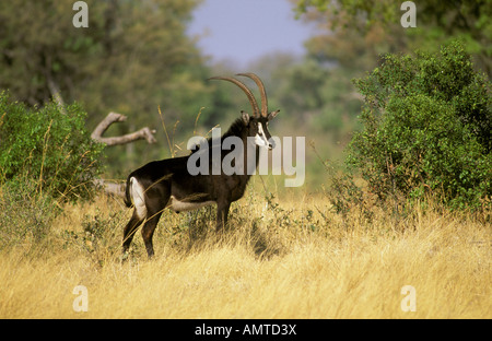 Un Sable Antelope bull (Hippotragus niger) in piedi nella boccola cercando alert Foto Stock