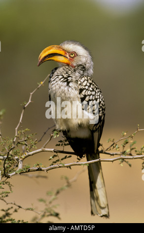 Un Southern Yellow fatturati hornbill (Tockus flavirotris) arroccato in una struttura ad albero Foto Stock