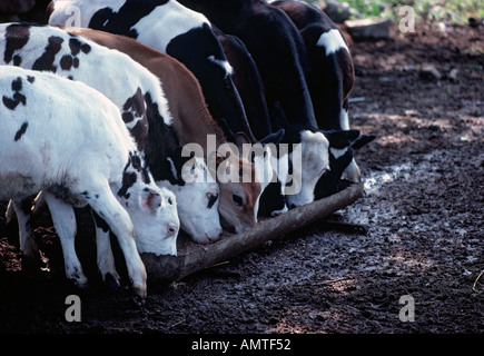 Vacche da latte Mangiare grano a mangiatoia nella stalla Foto Stock