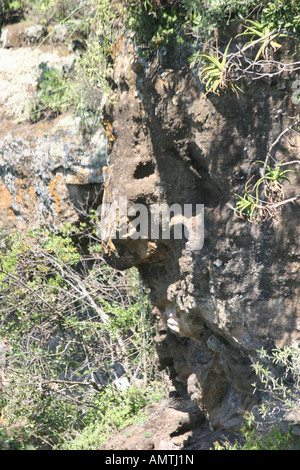 Kenya lago Naivasha Kenya una roccia a forma di testa di leone Foto Stock