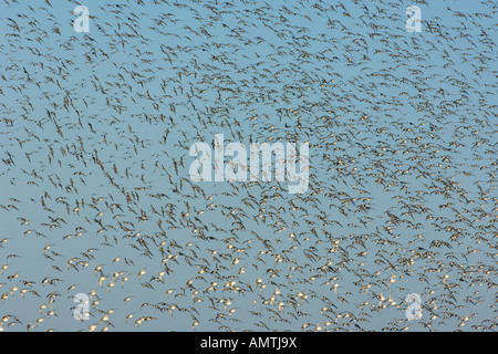 Red knot Calidris canutus alta marea roost gregge in volo Snettisham RSPB riserva Norfolk Inghilterra Ottobre Foto Stock