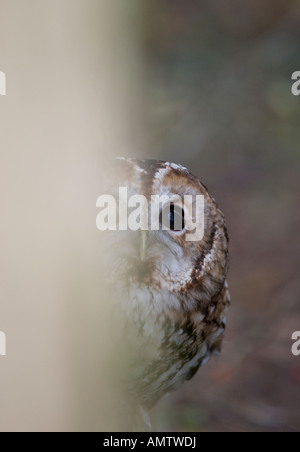 Allocco il peering intorno a un albero in i boschi nativi uk Foto Stock