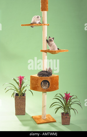 Gatto - gattini su scratching post Foto Stock