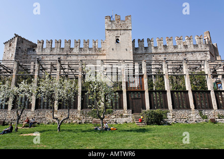 Un albero di limone casa cosiddetta Limonae davanti al castello, Torri del Benaco sul Lago di Garda, Italia Foto Stock