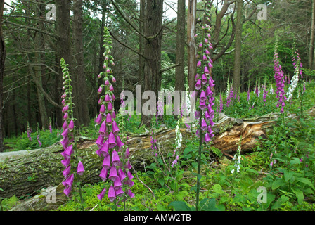 Foxglove (digitalis) nel Parco Nazionale di Shenandoah, Virginia, Stati Uniti d'America Foto Stock