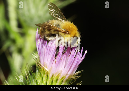 Buff-tailed bumblebee / Bombus terrestris Foto Stock