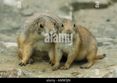 Nero-tailed prairie dog con cub / Cynomis ludovicianus Foto Stock