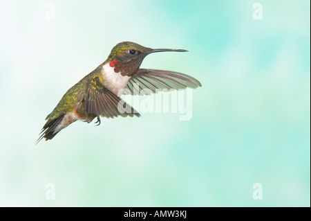Ruby Throated Hummingbird archilochus colubris tramonto maschio Texas USA Foto Stock