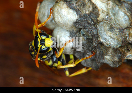 Unione o carta Dominulus wasp Polistes dominulus covata facendo attenzione al nido Foto Stock