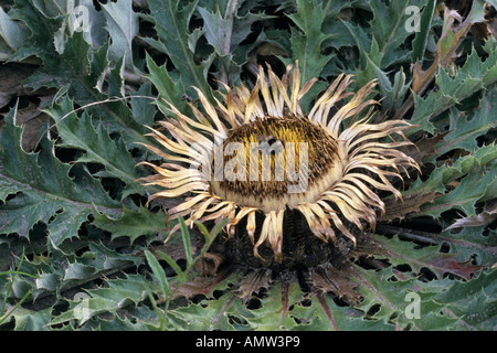 Acanto-lasciava carline thistle (carlina acanthifolia) Foto Stock