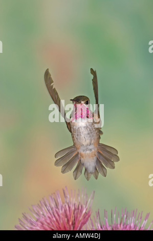 Calliope Hummingbird Stellula calliope maschio Gila National Forest Nuovo Messico USA Foto Stock