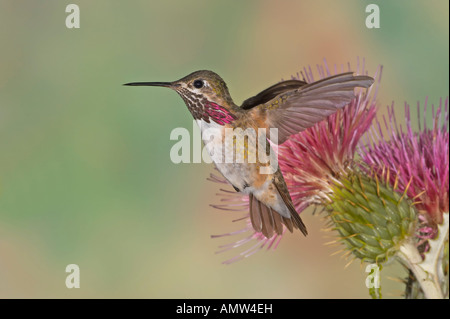 Calliope Hummingbird Stellula calliope maschio Gila National Forest Nuovo Messico USA Foto Stock